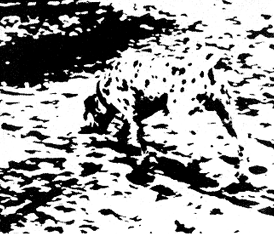 Dalmatian