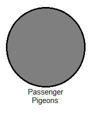 Passenger pigeons